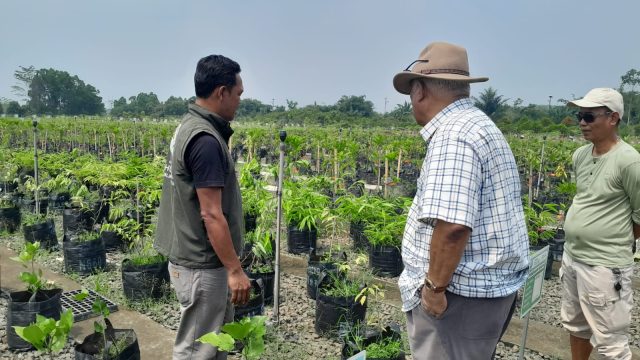 Baduy Lestari Mulai Bergerak, 70.000 Bibit Siap Didistribusikan ke Tanah Ulayat Baduy